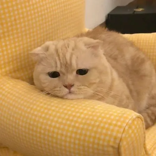 Mèo trắng dưới ánh sáng mềm tạo buồn chữa lành