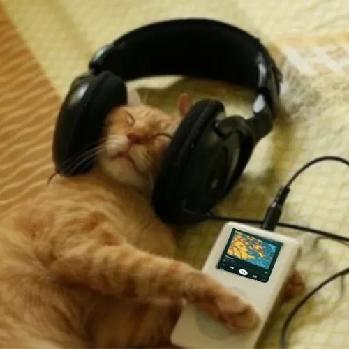 Ánh mắt của mèo phản chiếu cảm xúc kín rất tĩnh