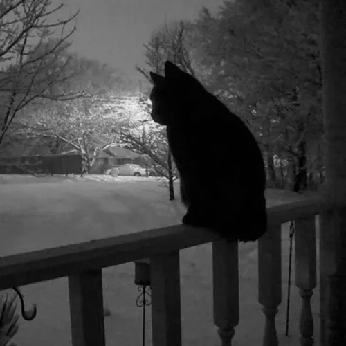 Mèo Ba Tư với ánh mắt rũ mang cảm xúc lặng