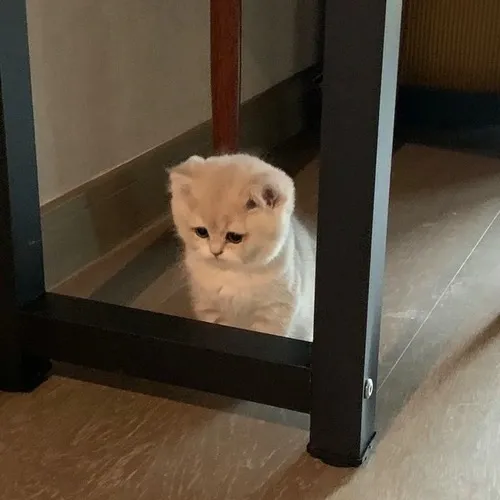 Bộ lông của mèo nổi bật giữa sắc lạnh mơ hồ