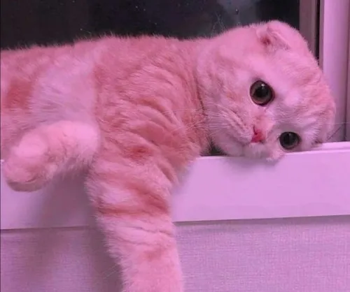 Ảnh đại diện mèo trầm kết hợp nền tối và ánh sáng