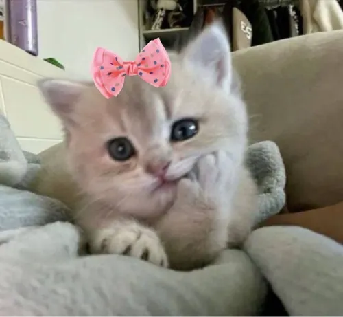 Mèo đứng yên giữa khoảng trống ảnh rất tĩnh