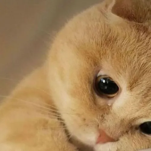 Avatar mèo tâm trạng mang nét buồn dễ thương và hoài niệm