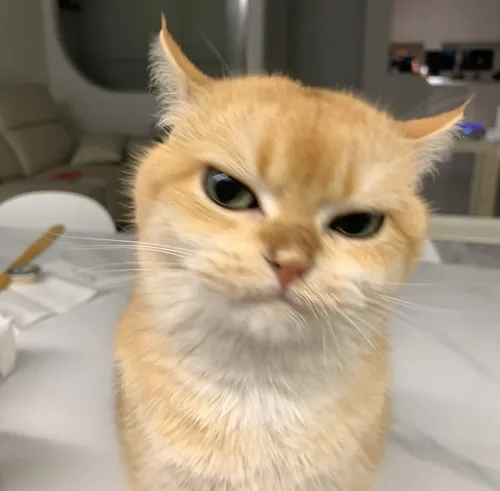 Mèo Anh lông ngắn gợi buồn man mác rất nhẹ