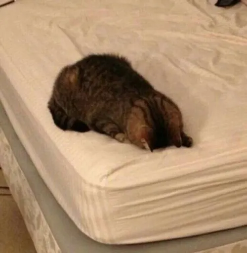 Mèo Ba Tư thu mình tạo cô đơn mơ hồ