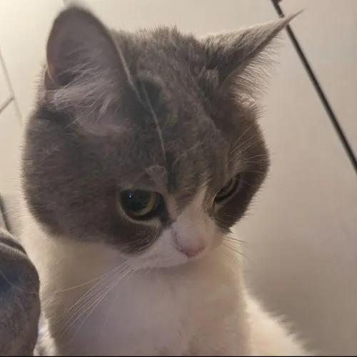 Mèo ta nhìn xa với ánh mắt rũ sâu