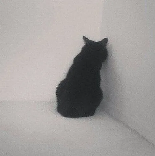 Hình đại diện mèo trầm phản chiếu nội tâm rất kín