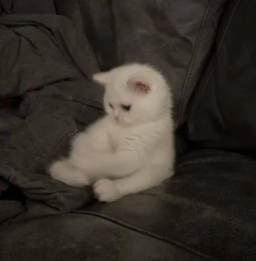 Ảnh đại diện mèo buồn hợp những ngày tâm trạng chùng xuống