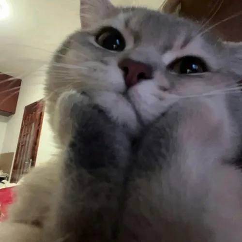 Avatar mèo cô đơn với bố cục rộng đầy khoảng trống