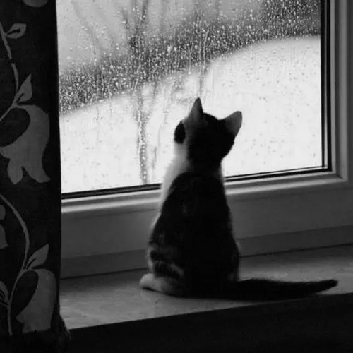 Ảnh đại diện mèo buồn dùng bố cục làm nổi bật biểu cảm