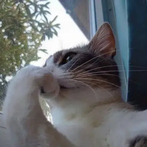 Ảnh đại diện mèo trầm nhấn màu ảnh tối và chiều sâu