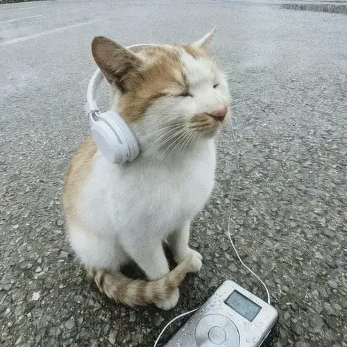 Chi tiết lông trên mèo ta tạo buồn có chiều sâu