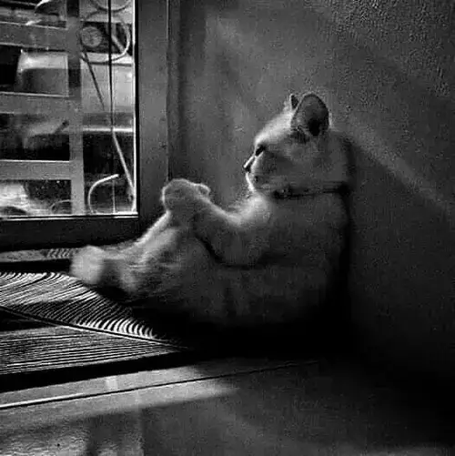 Ảnh profile mèo buồn cho người thích cảm xúc lặng và sâu