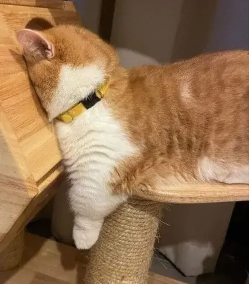 Mèo mướp với gương mặt nghiêng đầy hoài niệm