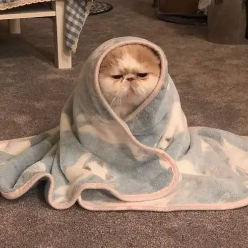 Avatar mèo cô đơn thể hiện dáng ngồi thu mình kín đáo