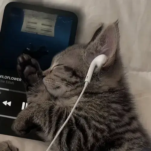 Gương mặt mèo nghiêng nhẹ trong ánh sáng chậm rãi buồn