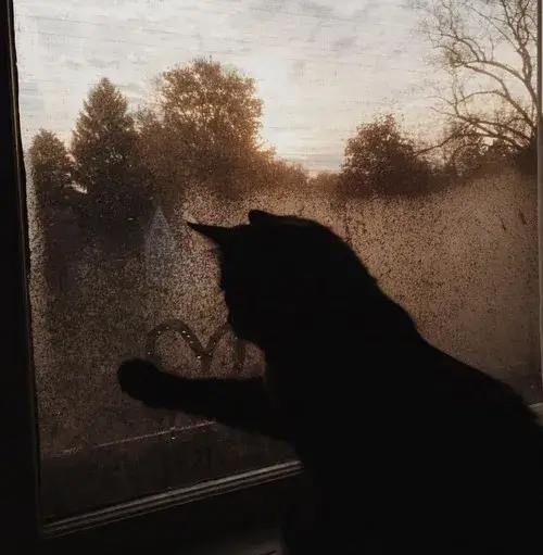 Mèo mướp thu mình lặng thinh trong không gian trầm