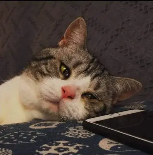 Avatar mèo tâm trạng dùng bố cục ảnh tĩnh và nền tối