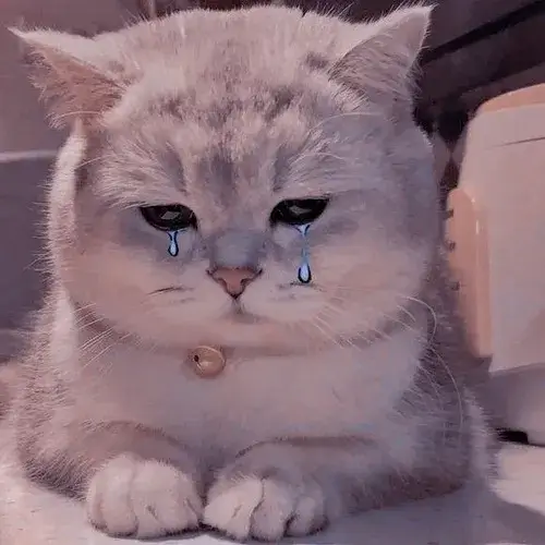 Ảnh đại diện mèo buồn với tai cụp và dáng ngồi thu mình