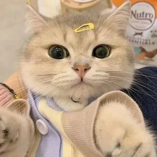 Chọn avatar mèo con cute để ảnh profile luôn tạo cảm giác dễ mến