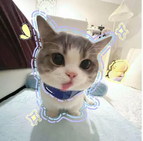 Avatar mèo con cute mang cảm giác chữa lành cho trang cá nhân