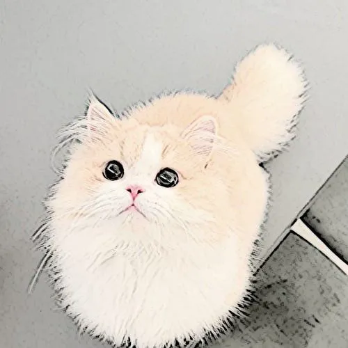 Avatar mèo con cute hợp với ai và dùng trong trường hợp nào