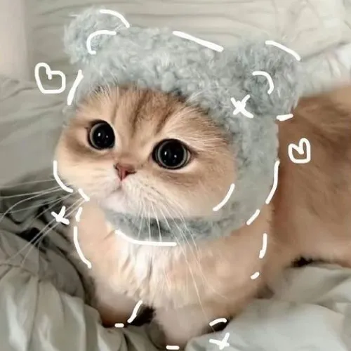 Avatar mèo đáng yêu mèo con với biểu cảm dễ thương