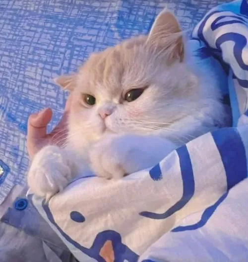 Ảnh đại diện mèo Scottish Fold với tai nhỏ rất đáng yêu