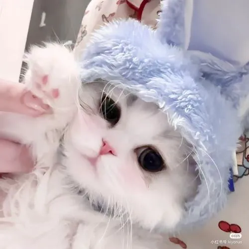 Ảnh đại diện mèo con cute nhỏ xíu nhưng gây thiện cảm rất lâu