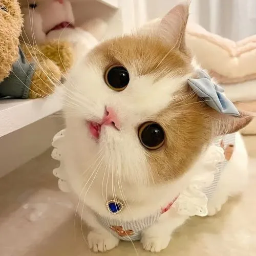 Ánh sáng dịu làm biểu cảm ngây thơ thêm thân thiện