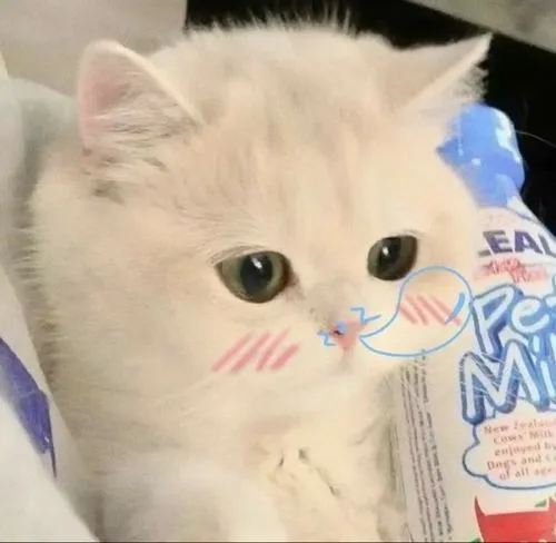 Hình đại diện mèo nhỏ mèo con phong cách chibi