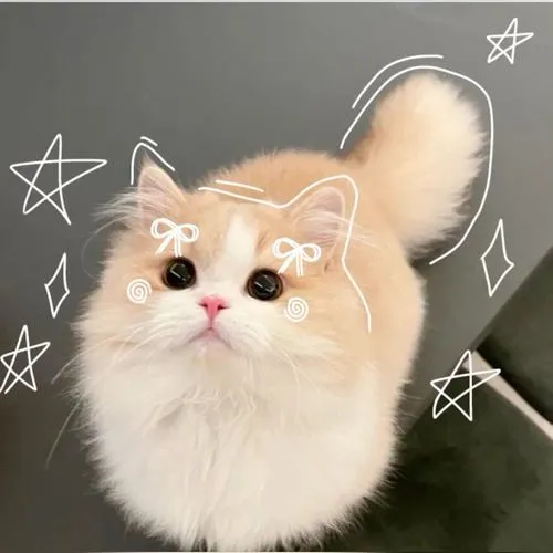 Avatar dễ thương mèo con mang cảm giác gần gũi