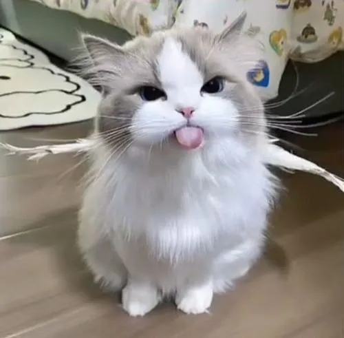 Hình đại diện mèo Ragdoll mang vibe chữa lành êm ái