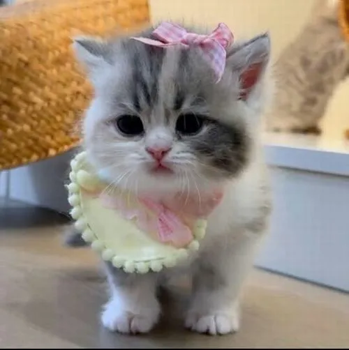 Avatar mèo dễ thương mèo con với biểu cảm vui vẻ