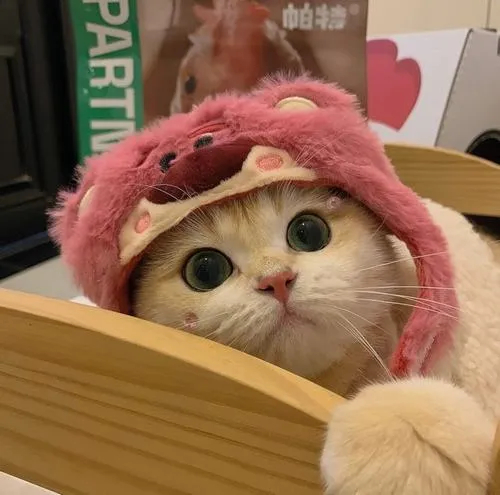 Avatar mèo con cute và lý do khiến ai cũng mỉm cười khi lướt qua