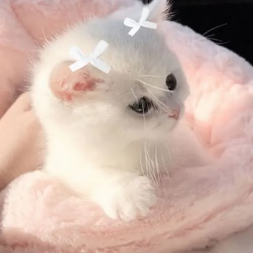 Chi tiết mềm mại giữ cảm giác thân thiện