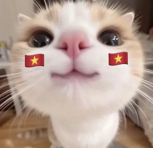 Nền đơn giản giúp bộ lông mềm trở nên sáng sủa