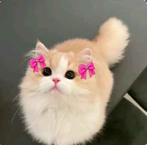 Ảnh đại diện mèo con mèo con theo màu pastel