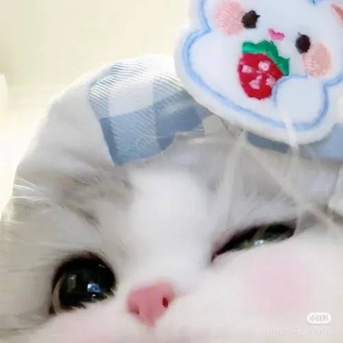 Avatar mèo đáng yêu mèo con có biểu cảm ngơ ngác rất ngọt ngào