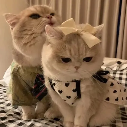 Avatar mèo cute nhìn là muốn lưu ngay làm ảnh đại diện mỗi ngày