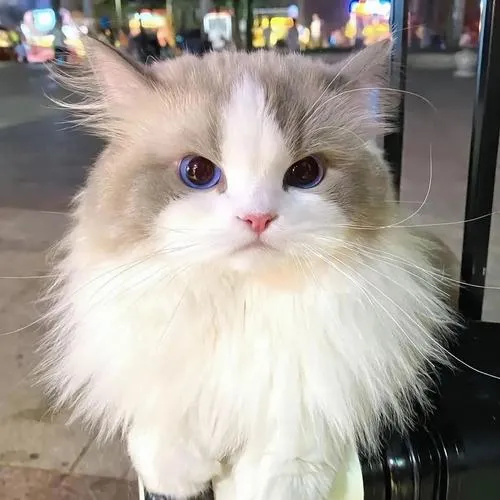 Ảnh avatar mèo con với khuôn mặt tròn và ánh mắt long lanh