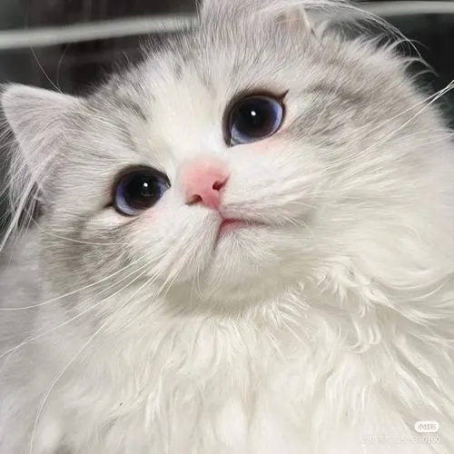 Phong cách hình ảnh biểu cảm ngây ngô cùng đôi mắt to dịu dàng