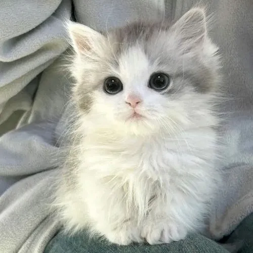 Ảnh profile mèo con với đôi mắt to và ánh mắt ngây thơ