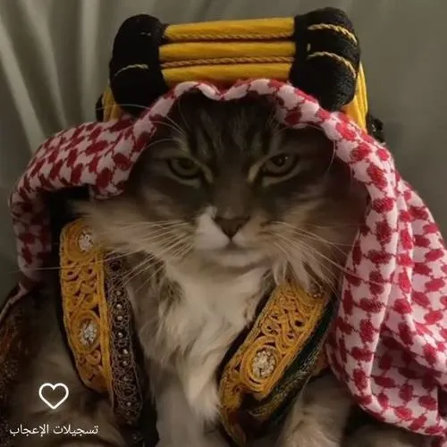 Ảnh đại diện mèo Munchkin thể hiện thú cưng gần gũi