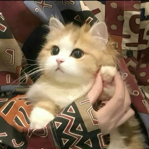 Hình ảnh nghệ thuật màu lông hài hòa tạo vibe gần gũi