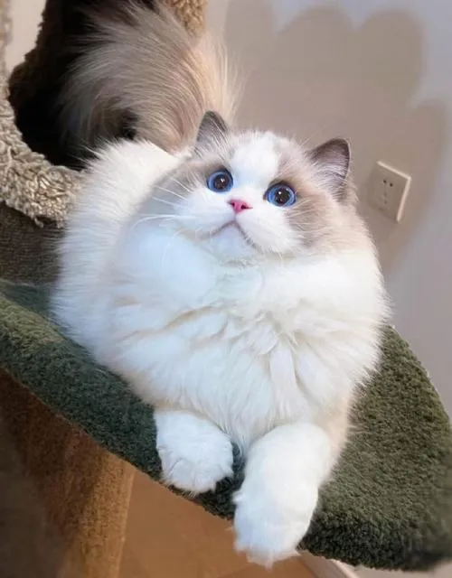 Ảnh đại diện mèo cute dành cho ai mê cảm giác dễ thương dịu mắt