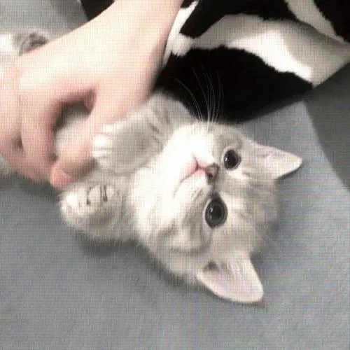 Ảnh profile mèo cute cho người thích sự đáng yêu tinh tế