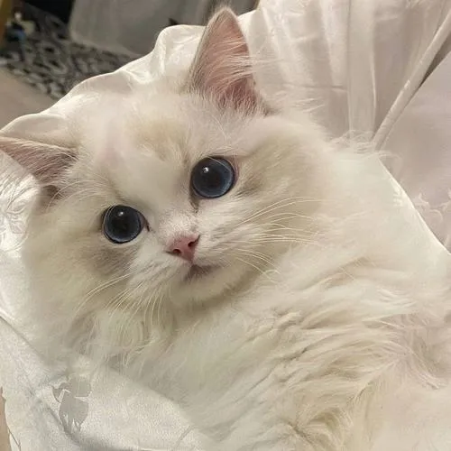 Ảnh đại diện mèo cute dành cho người thích mọi thứ xinh xắn