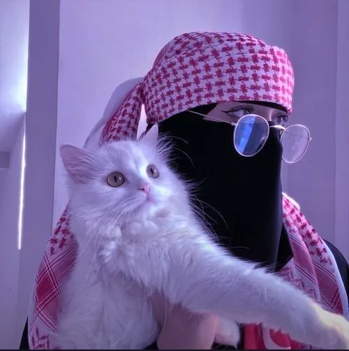 Hình profile mèo tai cụp bên gối ôm trông rất ngọt ngào