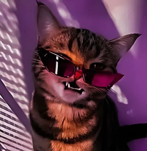 Ảnh avatar mèo Ba Tư có lông mềm mịn và dáng ngồi ngoan